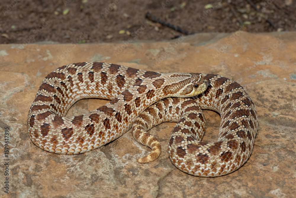 Naklejka premium A cute female Western Hognose Snake (Heterodon nasicus), also called a Plains Hognose Snake, on a rock