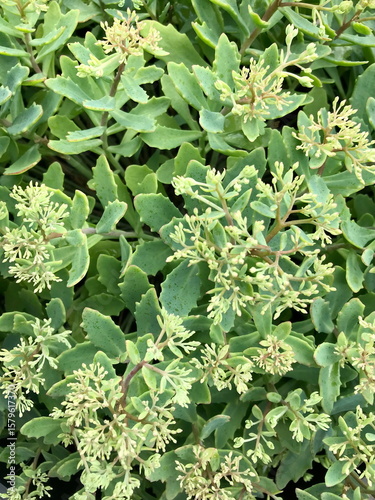 Closeup of green plant with green flowers blooming summer.