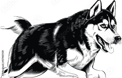 Husky dog running vector. Black and White Running siberian husky illustration. Vector art.