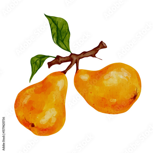 Ripe, juicy pears with green leaves. Vector graphics.