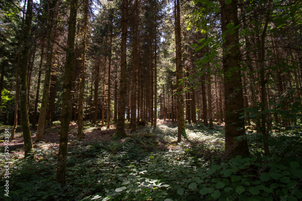 Fototapeta premium Sommerwald