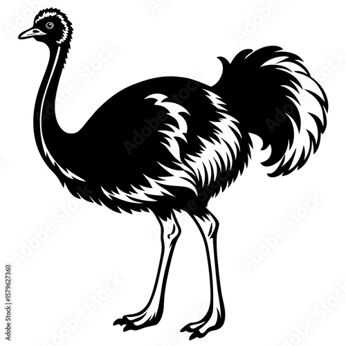 Ostrich vector, an ostrich art design, vector of an ostrich, ostrich art, an ostrich isolated