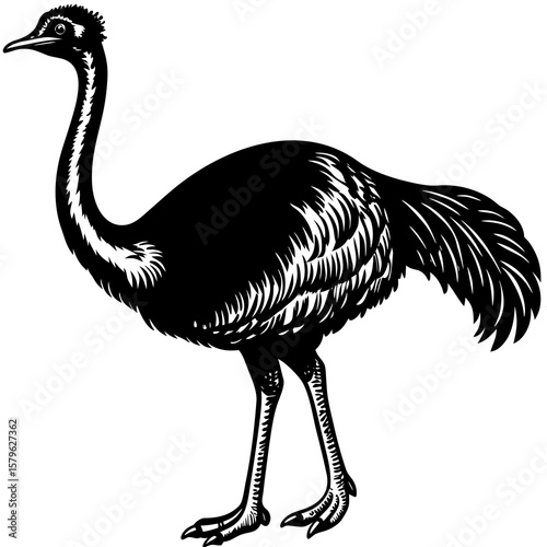 Ostrich vector, an ostrich art design, vector of an ostrich, ostrich art, an ostrich isolated