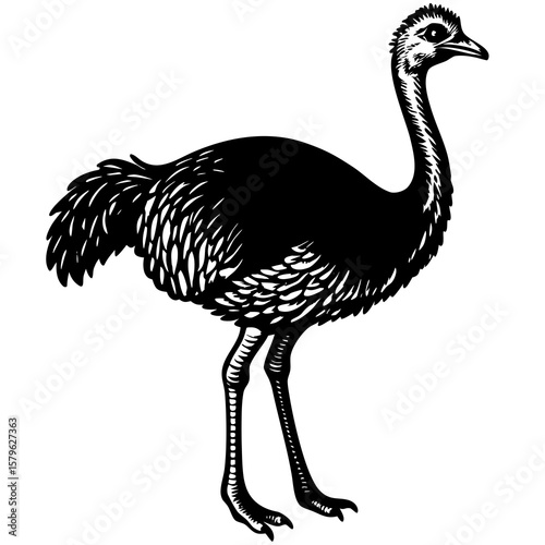 Ostrich vector, an ostrich art design, vector of an ostrich, ostrich art, an ostrich isolated