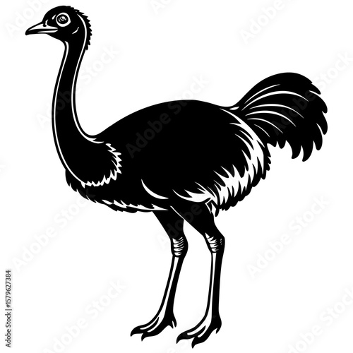 Ostrich vector, an ostrich art design, vector of an ostrich, ostrich art, an ostrich isolated