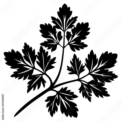 Parsley vector, a parsley art design, vector of a parsley, parsley art, a parsley isolated