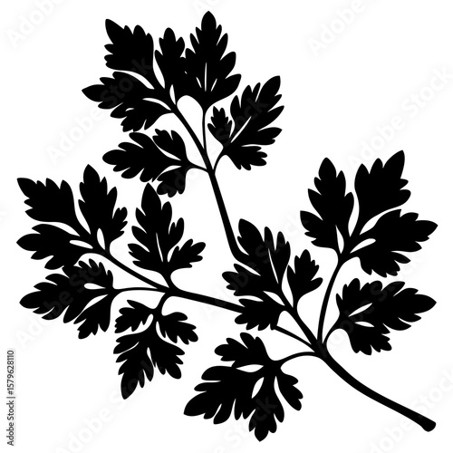 Parsley vector, a parsley art design, vector of a parsley, parsley art, a parsley isolated