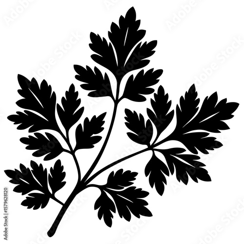Parsley vector, a parsley art design, vector of a parsley, parsley art, a parsley isolated