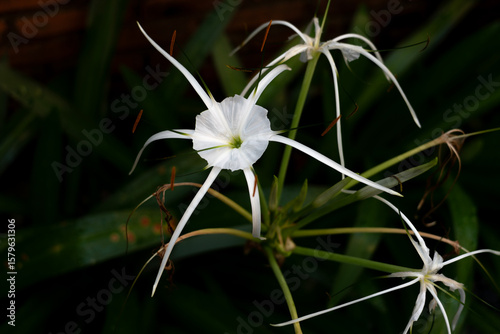 A delicate white spider lily blooms.

