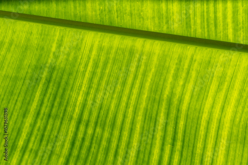 Sunlight shines through banana leaf.
