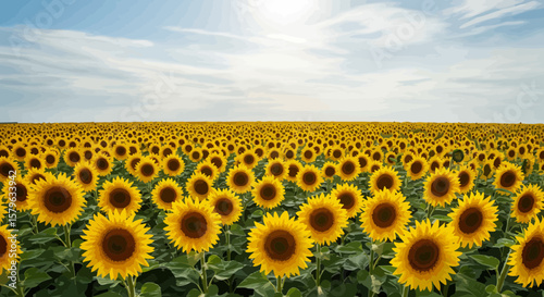 Vibrant Sunflower Field Under a Bright Sky: A Stunning Floral Landscape