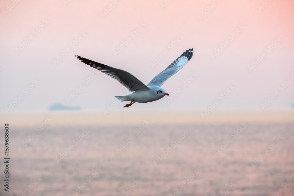 Obraz premium Seagull flying in the sunset sky