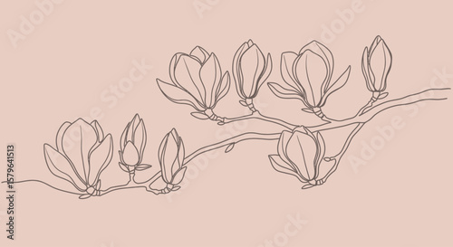Elegant Line Art Magnolia Branch Botanical Illustration of Blooming Flowers and Buds