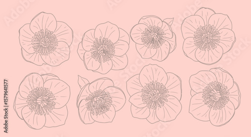 Elegant Line Art Floral Design Eight Delicate Blooms in a Soft Pink Palette