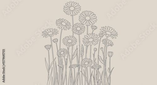 Elegant Line Art Drawing of Daisies in a Field Botanical Illustration