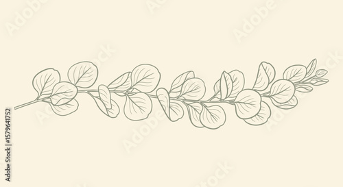 Elegant Eucalyptus Branch Line Art Botanical Illustration for Design Projects