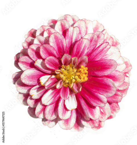 Pink and white zinnia flower isolated on transparent background.