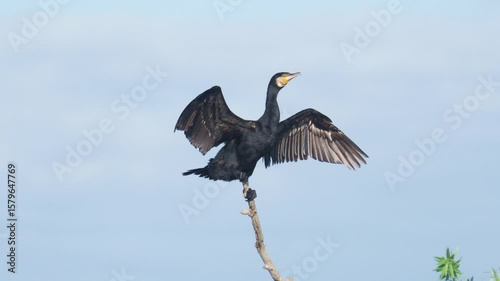 The great cormorant bird drying its feathers, Phalacrocorax carbo
