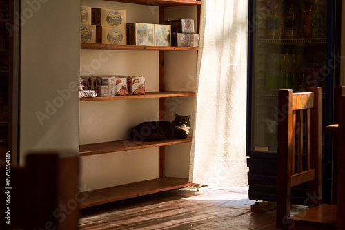 a cat lying on shelves next to products in a small business