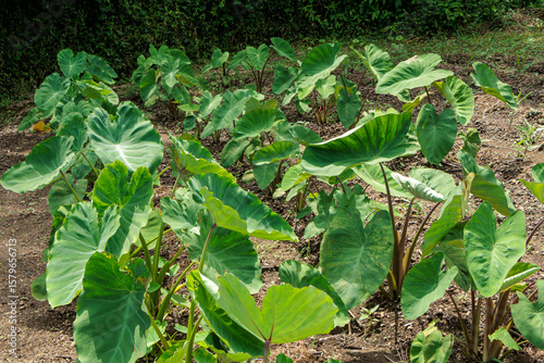 生い茂るサトイモの葉