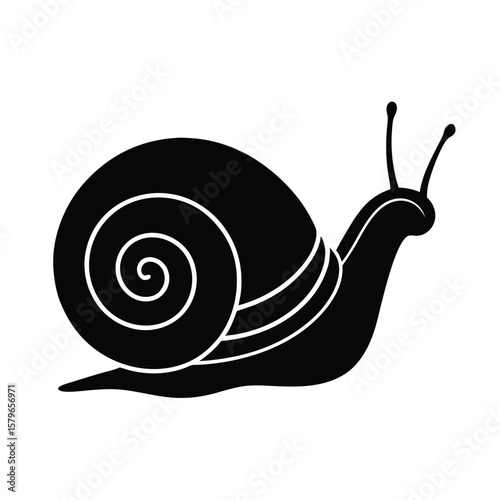 snail on a white