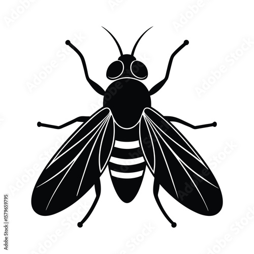 vector illustration of a fruit fly