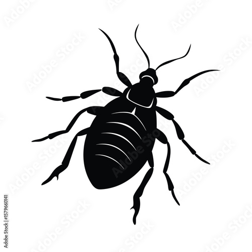 flea isolated on white background