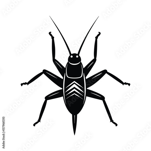 cricket insect on white background