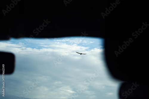 a condor flying over the mountains at sunset from inside a car