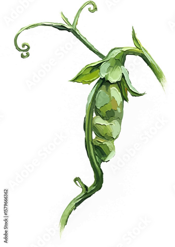 A Pea Plant Tendril with oil painting