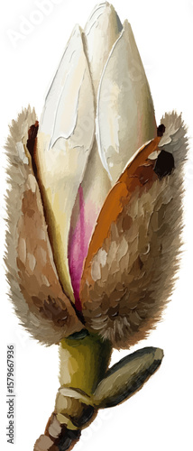 Splitting Magnolia Bud with oil painting