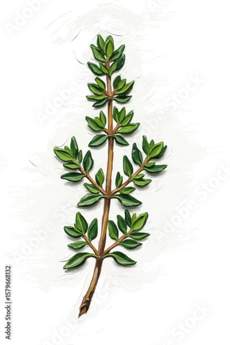 A Sprig of Thyme with oil painting