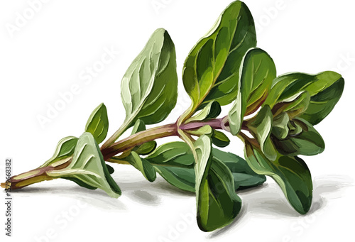 Fresh Oregano Sprig with oil painting