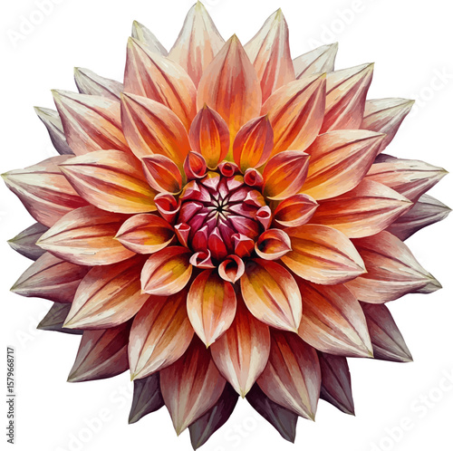 A Peach Dahlia with oil painting