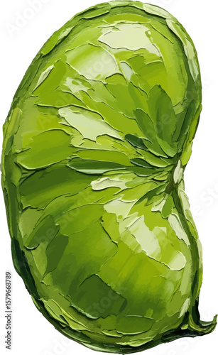 A Single Lima Bean with oil painting