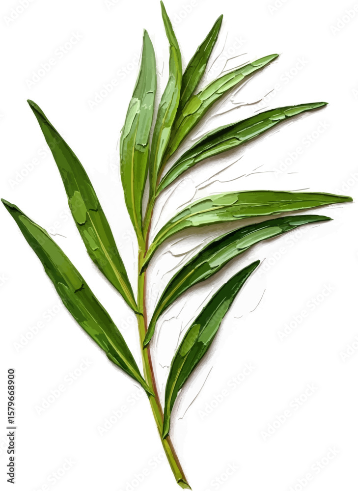Fototapeta premium A Sprig of Fresh Tarragon with oil painting
