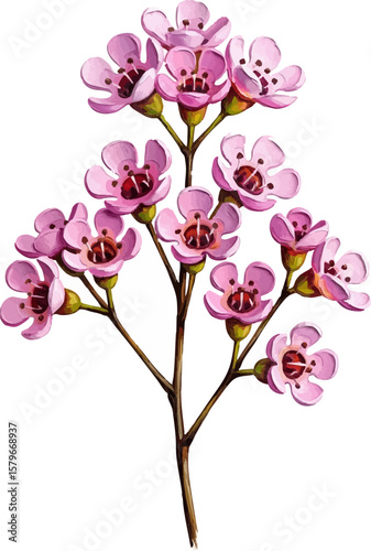 A Pink Waxflower Sprig with oil painting