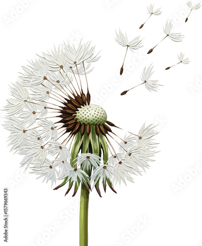A Dandelion Blowing Seeds with oil painting