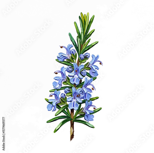 Flowering Rosemary with oil painting