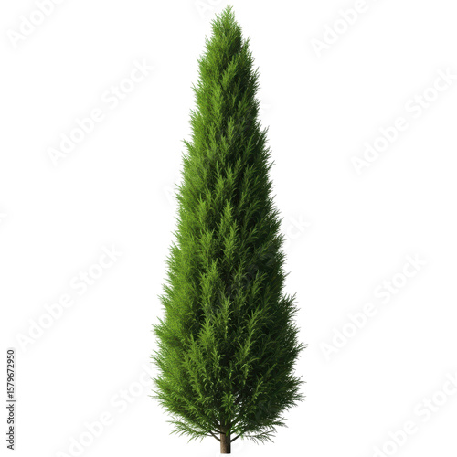A tall, slender italian cypress tree with vibrant green foliage. Perfect for landscape design and architectural visualization.