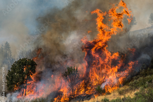 Forest fire raging through dry vegetation and trees in a mountainous area during daylight hours
