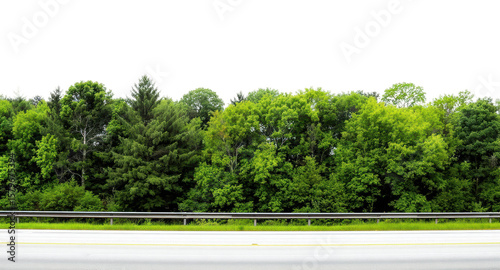A roadside view of a lush green forest with various trees. Can be used for backgrounds or compositions.