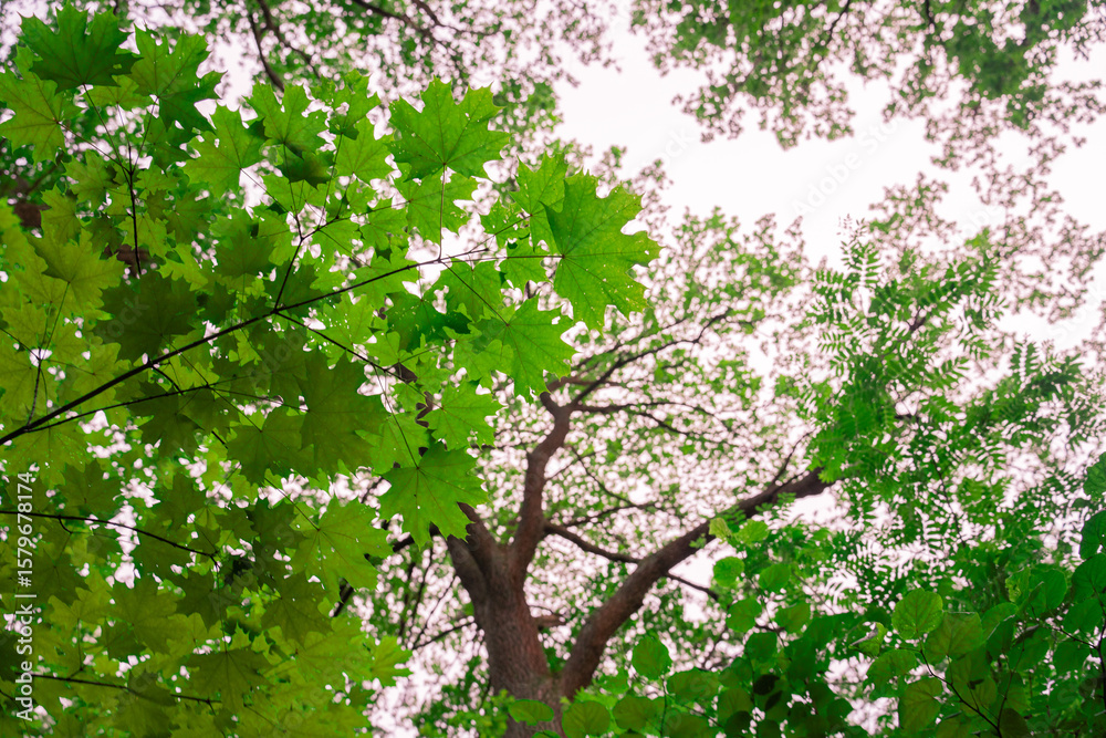 Fototapeta premium Green maple leaf close up with sun light and beautiful bokeh background