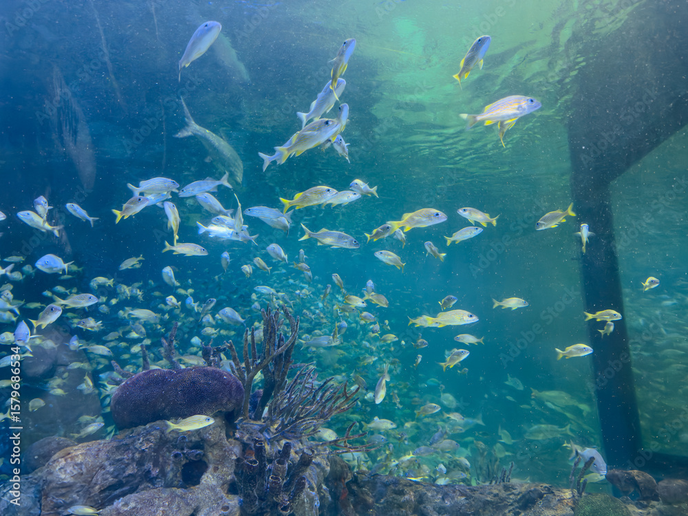 Fototapeta premium peces del mar