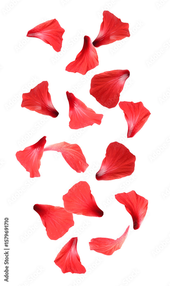 Fototapeta premium Red hibiscus petals falling on white background