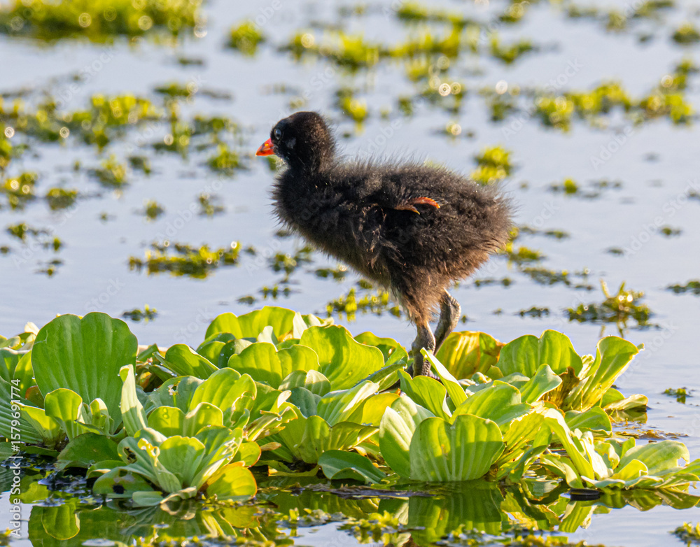 Obraz premium Common gallinule chick