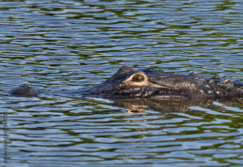 American alligator in the water