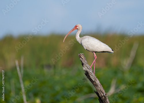 white ibis perched in a marsh