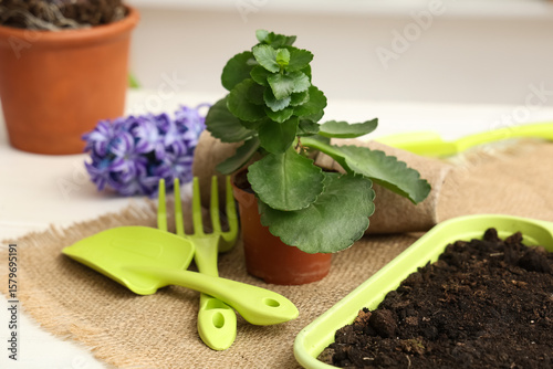 Potted plant, gardening too...