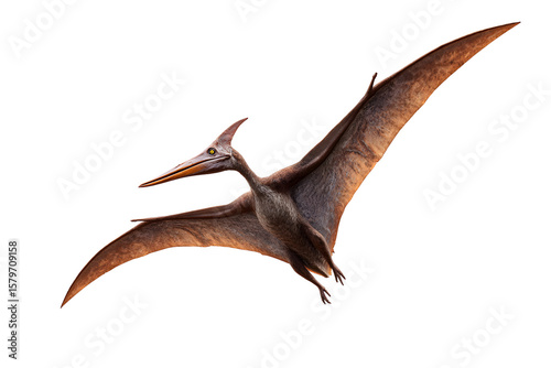 Realistic 3D model of a flying pteranodon with detailed wings and sharp beak, isolated on transparent background